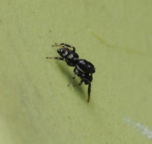 Salticus zebraneus
